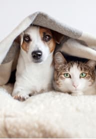 A dog and a cat are peeking out from under a blanket.
