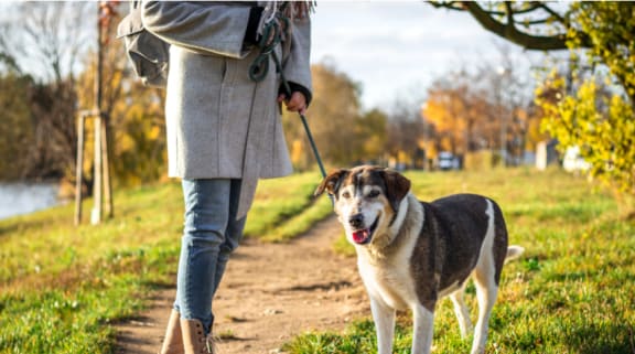 Dog on a Walk at The Alloy at Geneva in Vineyard, Utah