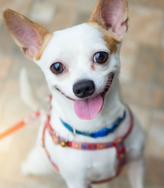 Adorable Small Dog on Leash with Tongue Out