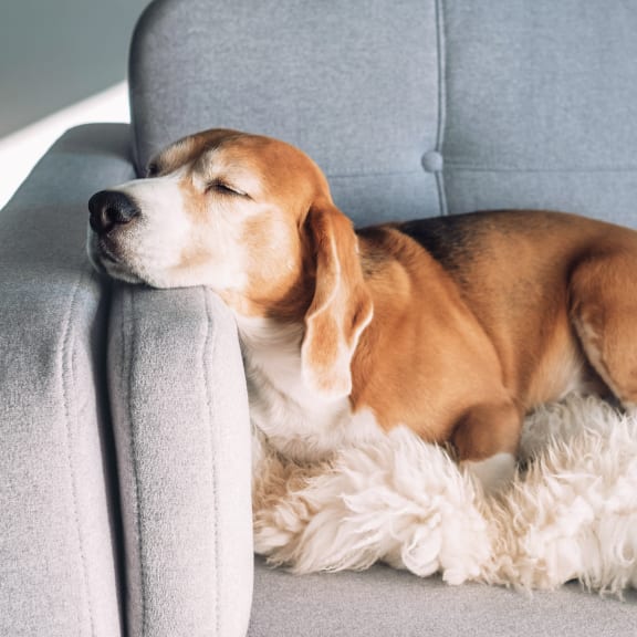 dog on the couch at The Duo, University Place, 98466