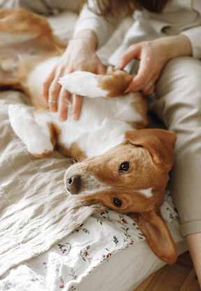 A person is petting a brown and white dog on a bed.