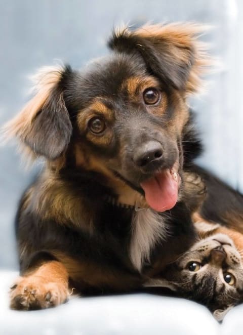 Pets at Sandpiper Glen 62+ Apartments, Orlando, FL