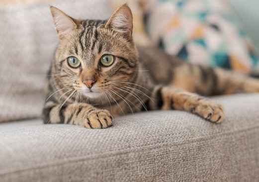 A tabby cat with green eyes is lying on a grey couch.