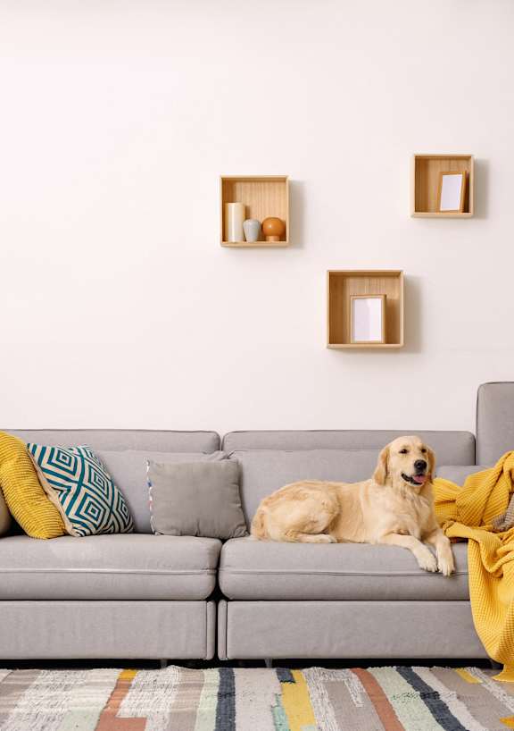 A dog is sitting on a grey couch with a yellow blanket.