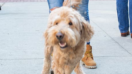 Pet friendly at The Malcomson, Michigan, 48226