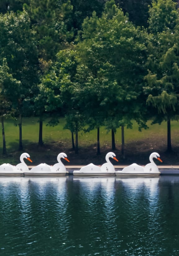 a row of swans on a lake