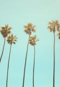 Palm Trees on Sunny Day