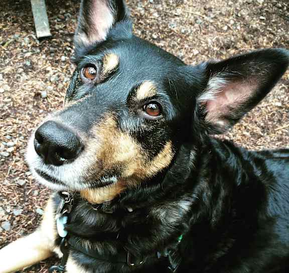 A black and tan dog with a collar is looking up.