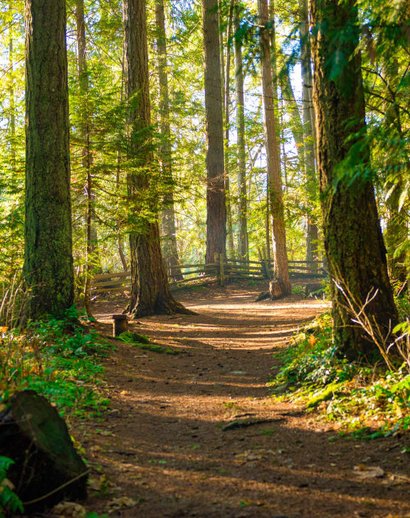 a path through the woods on a trail