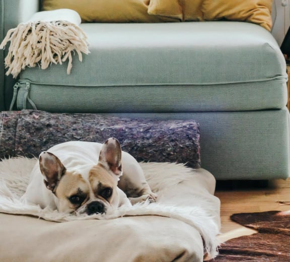 two dogs sitting next to each other on the floor