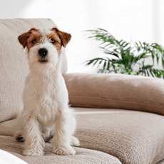 A small white dog with brown spots sits on a beige couch.