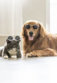 Pets with sunglasses at The Jane at Preston Trail, Cedar Hill, TX
