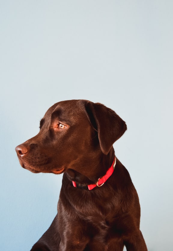 Pet Friendly Andante Apartments Phoenix, Arizona
