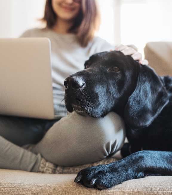 A black dog is lying on a couch next to a woman who is using a laptop.