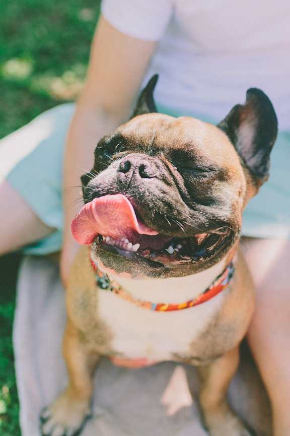 Dog at Concord Ridge Apartments, Concord, NC, 28027