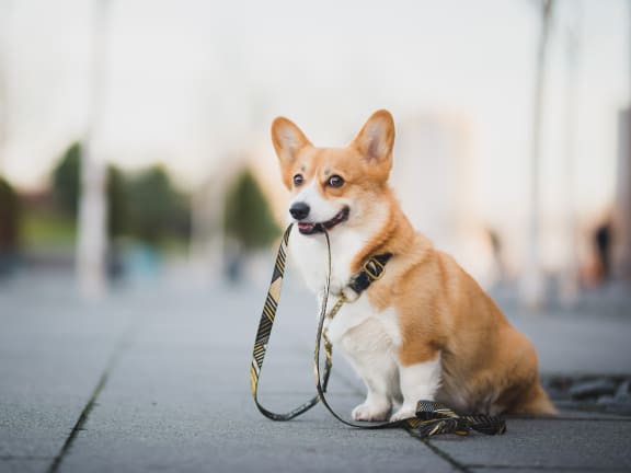 Corgi dog on a leash sitting on a sidewalk
