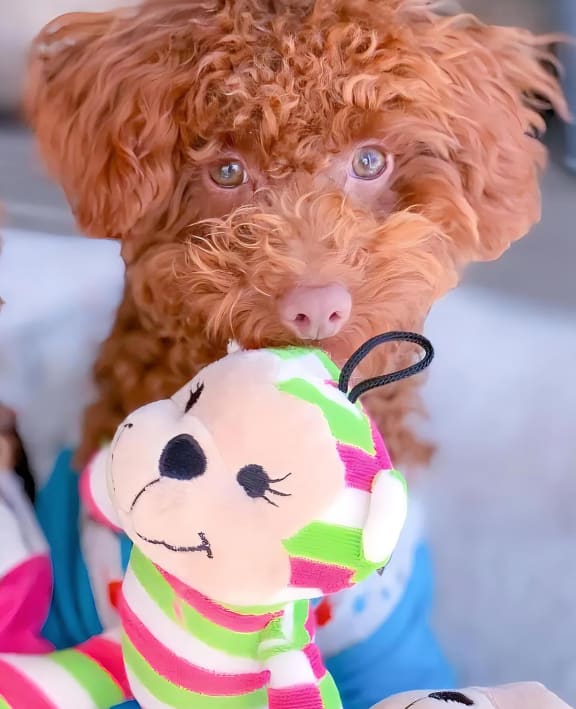 Two Dogs with a Toy