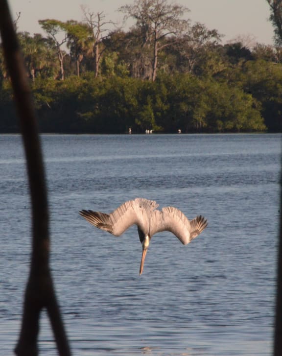 a pelican flies through the air over a body of water