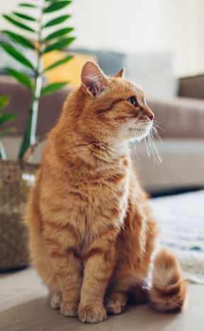 A ginger cat sits on a rug in a living room at Cedarwood Estates Apartments, Willoughby, OH, 44094