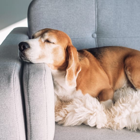 dog on couch at Edmonds Gateway in Edmonds, WA