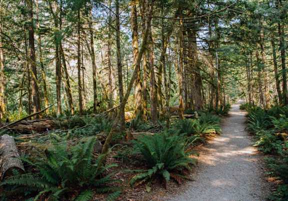 A forest trail with ferns and trees on either side.