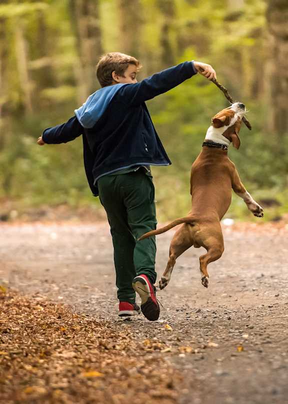 A person is playing with a brown dog on a road.