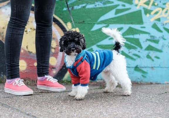 Small Dog Wearing Jacket Standing Next to Woman
