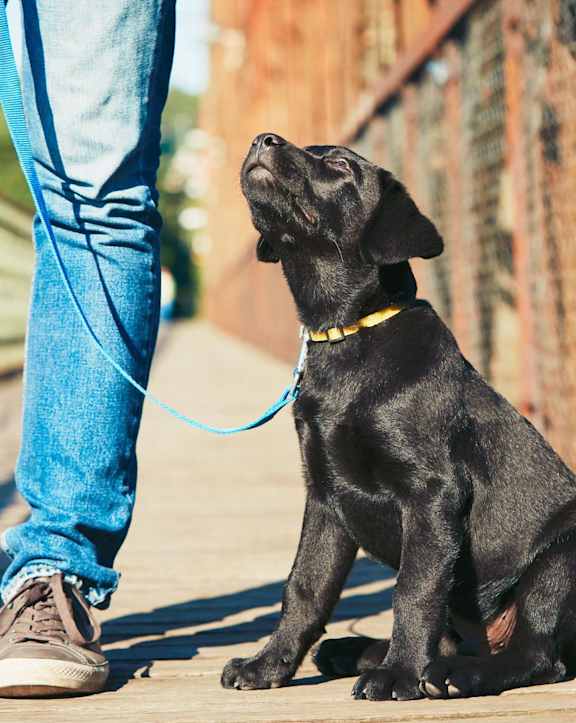 a black dog sitting next to a person on a bridge