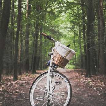 a bike parked in the middle of a forest