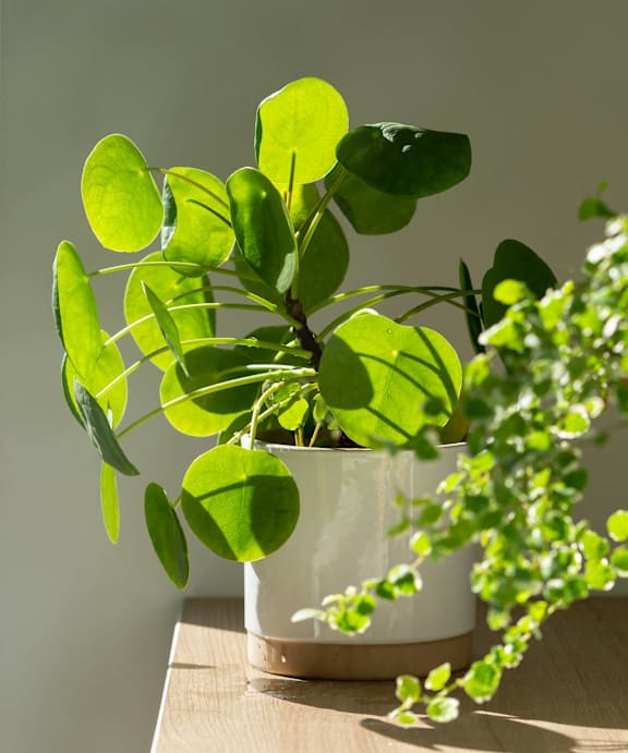 a potted plant on a table with other plants