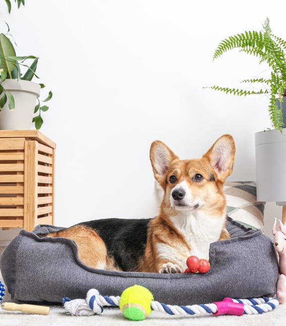 a dog laying on a dog bed in a living room