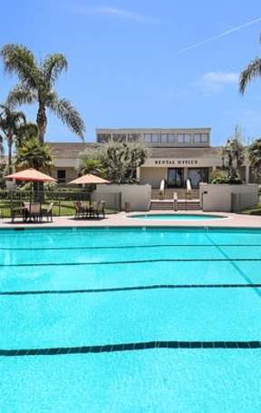 A pool surrounded by palm trees and bushes.