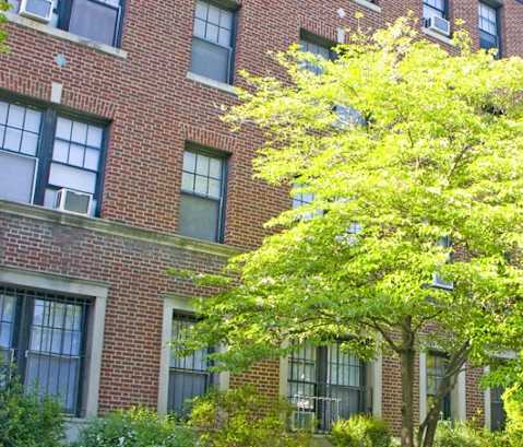 a tree in front of a brick building