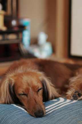 A dog is sleeping on a blue pillow.