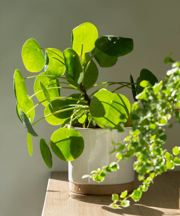 a potted plant on a table with other plants