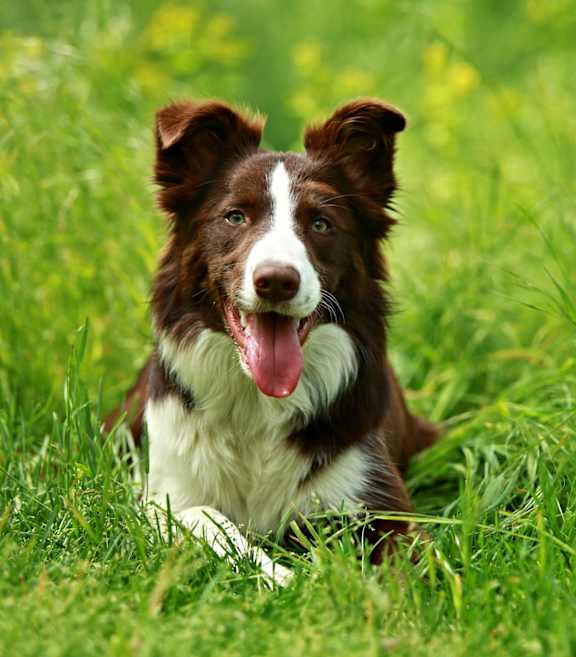 A cat and a dog are lying on the grass and playfully interacting with each other.