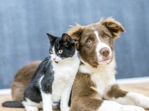 a dog and a cat sitting on the floor