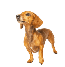 a dog looking at the camera with its nose up