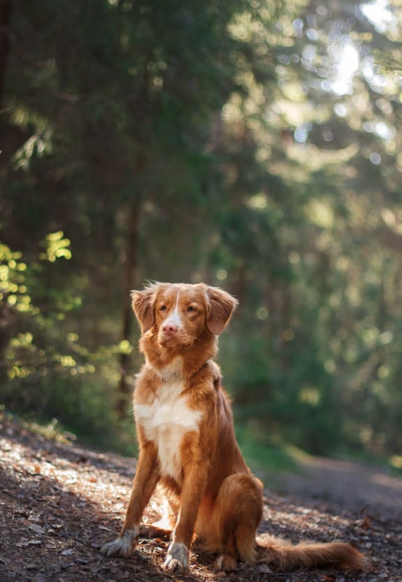 Nova Scotia Duck Tolling Retriever dog walking in the forest