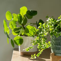 a potted plant on a table with other plants