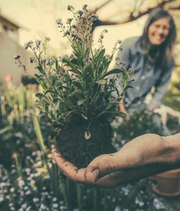 Hand holding plant with dirt root ball and woman smiling in background