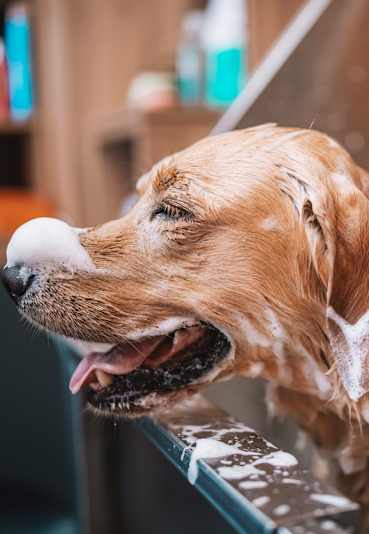 A wet golden retriever is sitting in a bathtub.