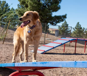 a dog standing on a trampoline in a dog park