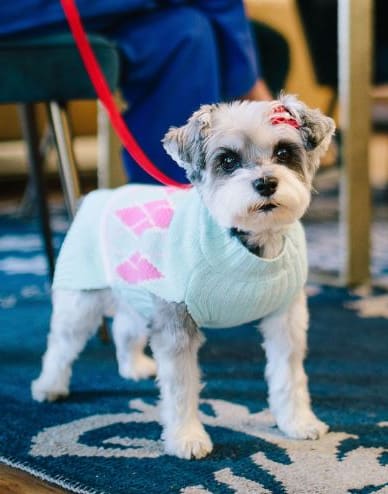 a small dog wearing a shirt with hearts on it