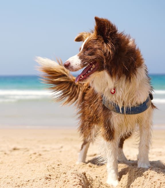 a dog standing on a beach with at Lakes at Suntree, Melbourne, FL the ocean in the background