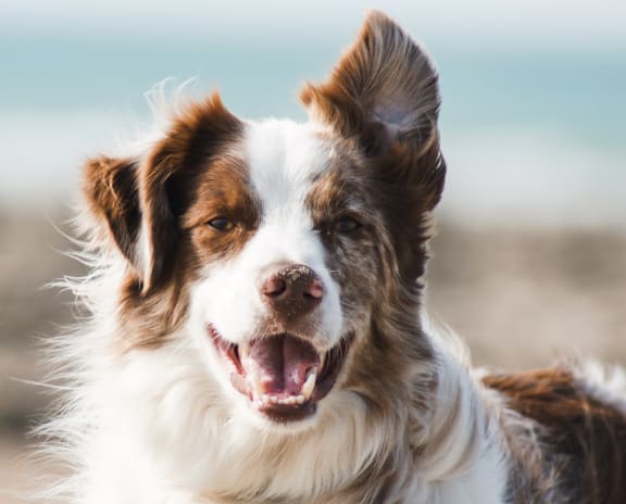 Dog on a beach.
