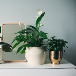 three potted plants and a mirror on a white desk