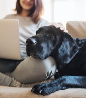 a woman sitting on a couch with her dog and laptop
