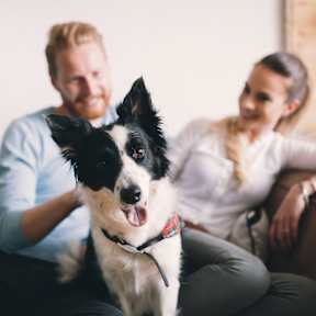 A man and woman sitting on a couch with a black and white dog in front of them.