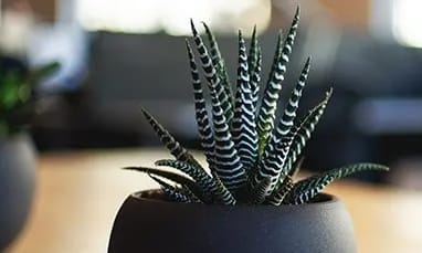 Succulent plant on table